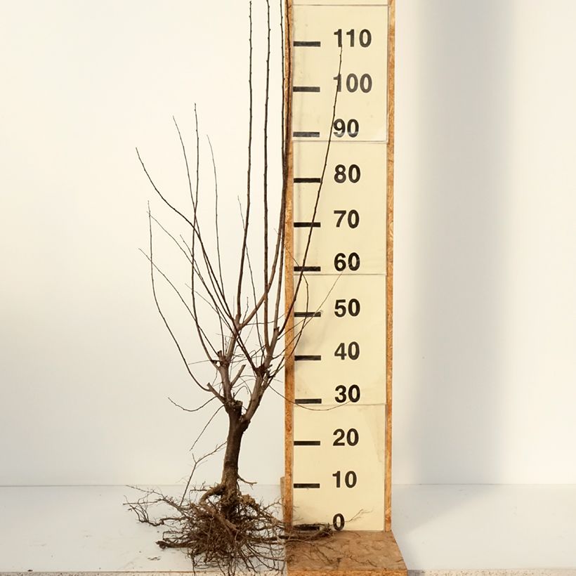 Spécimen de Prunier à fleurs - Prunus cerasifera Nigra Racines nues, 3/5 branches tel que livré en hiver