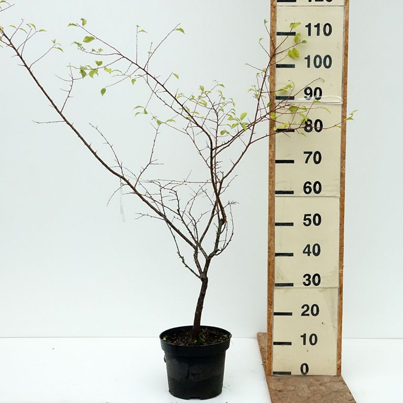 Spécimen de Prunier à fleurs - Prunus cerasifera Złoty Obłok Pot de 4L/5L tel que livré en automne