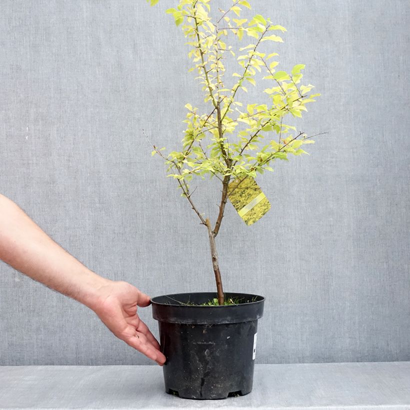 Spécimen de Prunier à fleurs - Prunus cerasifera Złoty Obłok Pot de 4L/5L tel que livré au printemps