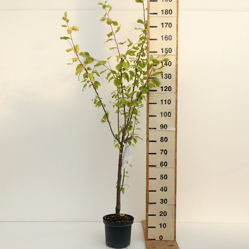 Spécimen de Prunier Altesse Double - Quetsche italienne Pot de 7,5L/10L, Gobelet tel que livré en été