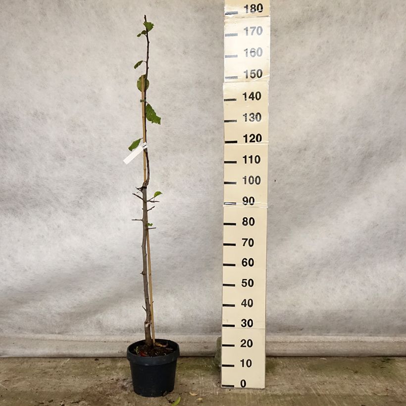 Spécimen de Prunier colonnaire Quetsche Toronto Pot de 6L/7L, Colonnaire tel que livré en automne