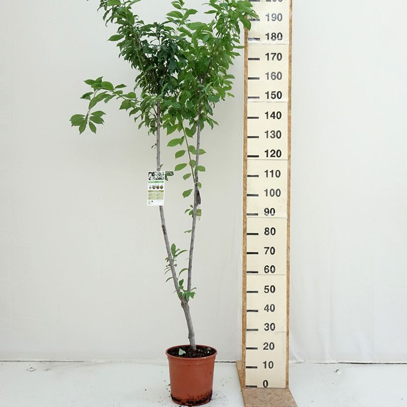 Spécimen de Prunier Duo Black Amber et Golden Japan Pot de 7,5L/10L tel que livré en été
