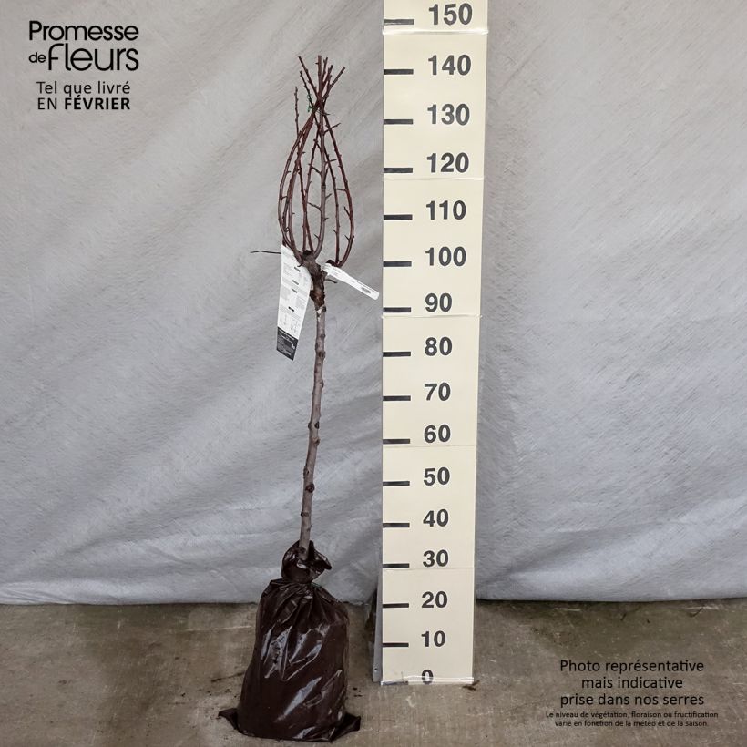 Spécimen de Prunier Miraclaude - Georges Delbard Motte "Prêt-à-planter", Gobelet tel que livré en hiver