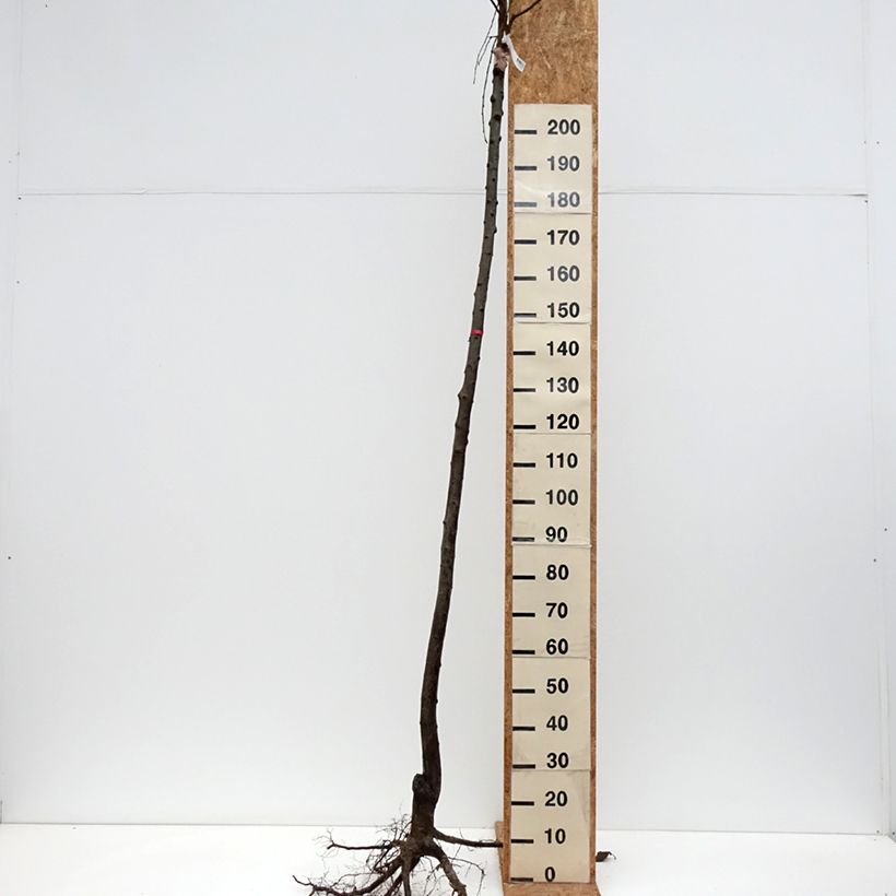 Spécimen de Prunier Monsieur Hâtif Racines nues, Haute-Tige tel que livré en hiver