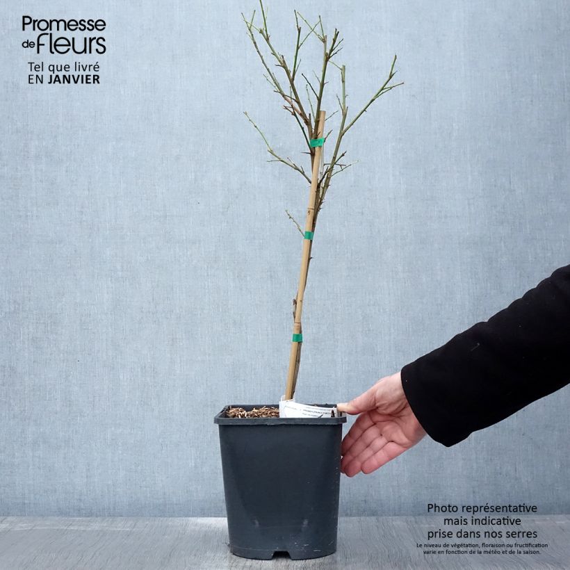 Spécimen de Prunier nain autofertile Fruit Me Plum Me Pot de 4L/5L, Nain tel que livré en hiver