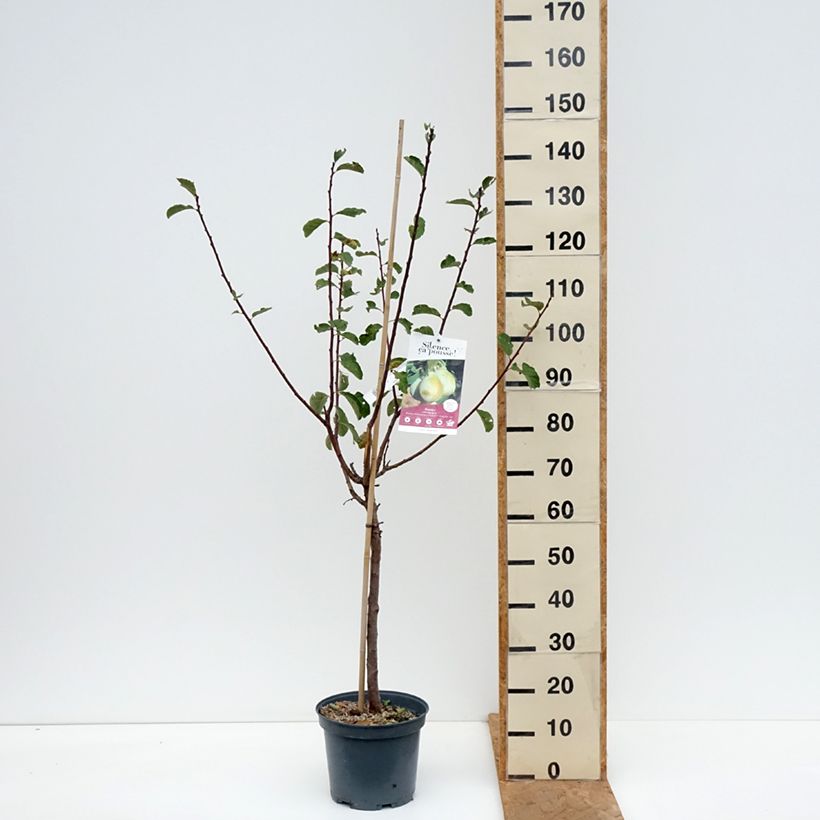 Spécimen de Prunier nain Goldust Pot de 6L/7L, Nain, Tige de 40 cm tel que livré en automne