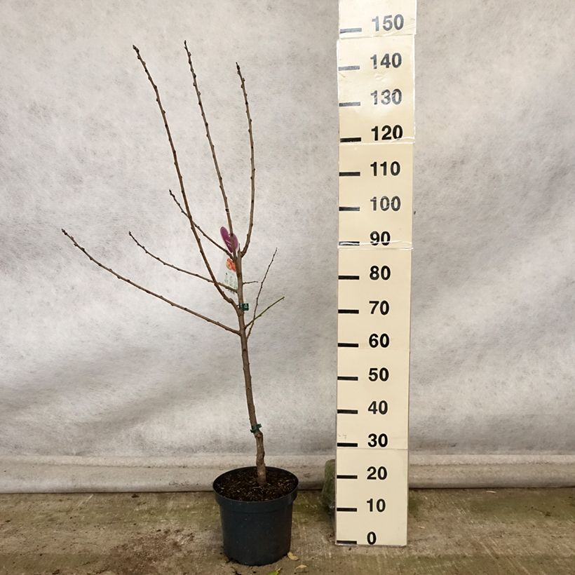Spécimen de Prunier Queen Victoria Pot de 7,5L/10L, Gobelet tel que livré en automne