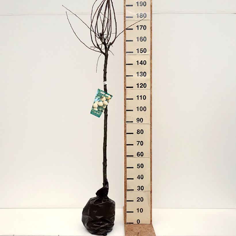 Spécimen de Prunier Quetsche Blanche de Létricourt Motte "Prêt-à-planter", Demi-Tige tel que livré en automne