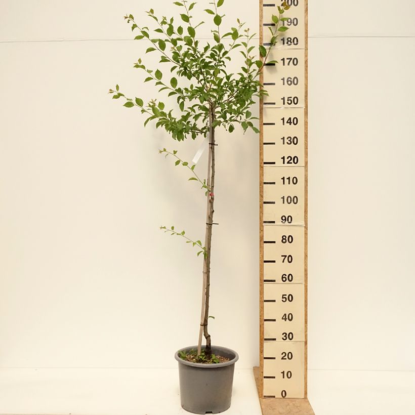 Exemplaar van Elzasser kwets Pot van 7,5 l/10 l, Half-hoge stam zoals geleverd in de lente