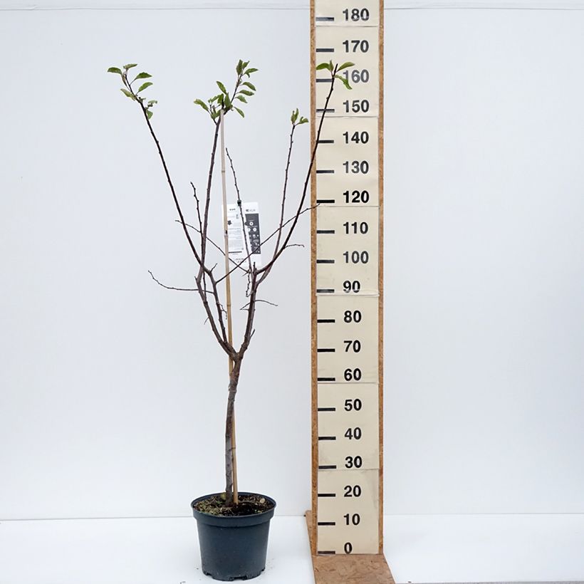 Spécimen de Prunier Quetsche Stanley Pot de 7,5L/10L, Gobelet tel que livré en automne