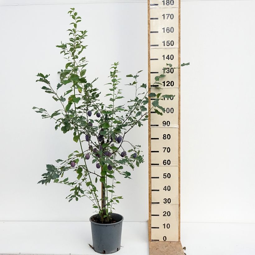 Spécimen de Prunier Quetsche Stanley Pot de 7,5L/10L, Gobelet tel que livré en été