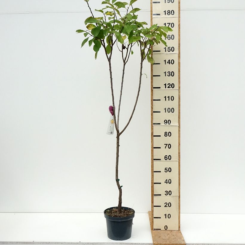 Spécimen de Prunier Reine Claude d'Oullins  Pot de 7,5L/10L, Gobelet tel que livré en été