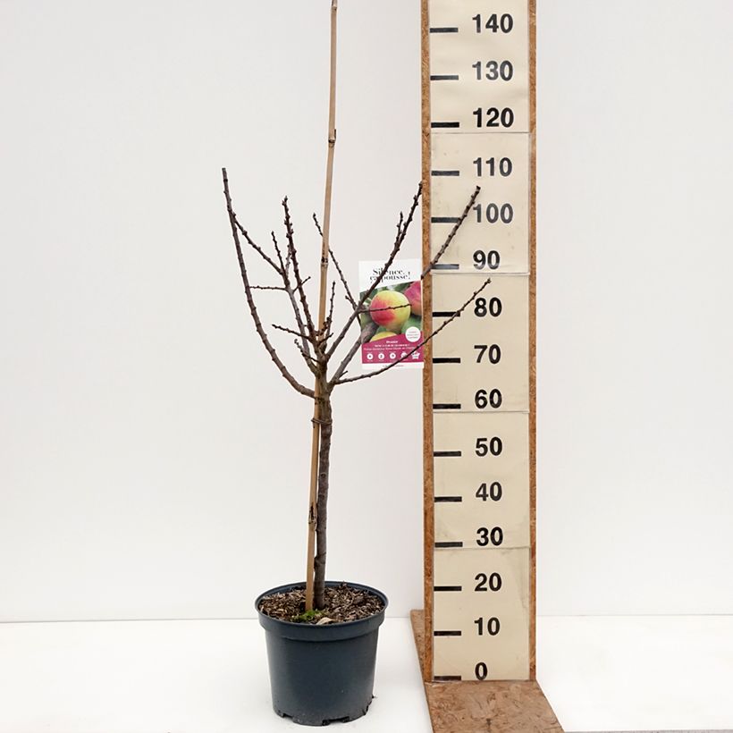 Spécimen de Prunier Reine Claude de Chambourcy Bio Pot de 7,5L/10L, Gobelet tel que livré en hiver