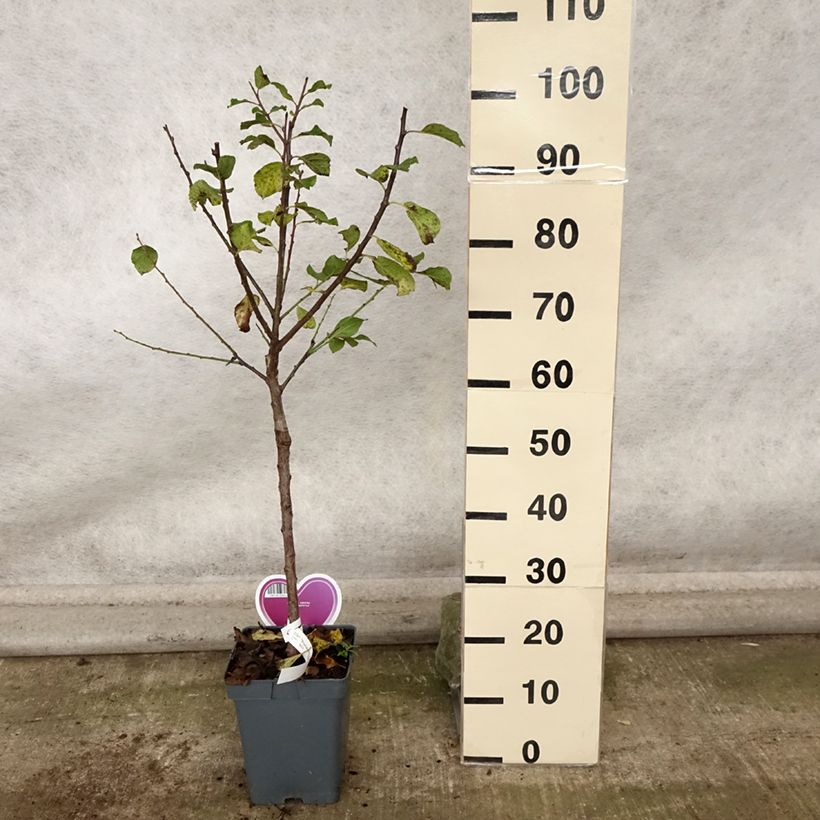 Spécimen de Prunier Reine Claude Dorée ou verte Pot de 7,5L/10L, Gobelet tel que livré en automne