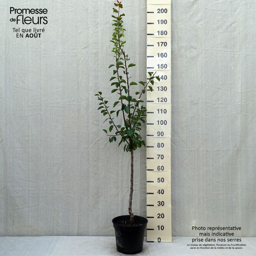 Spécimen de Prunier Sainte Catherine Pot de 7,5L/10L, Gobelet tel que livré en été