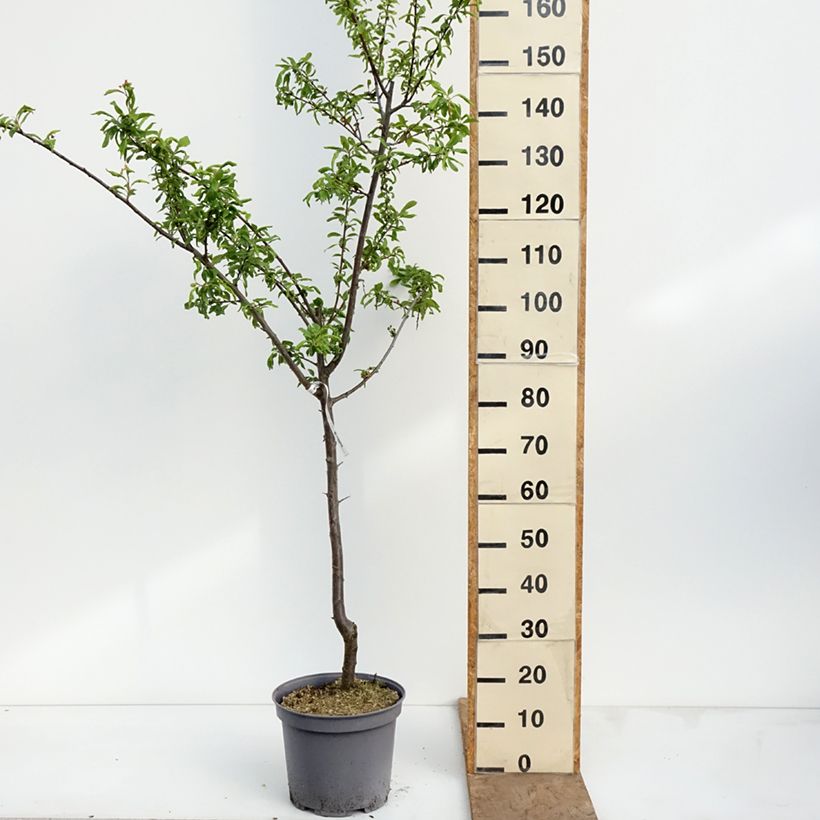 Spécimen de Prunier Sainte Catherine Pot de 7,5L/10L, Gobelet tel que livré au printemps