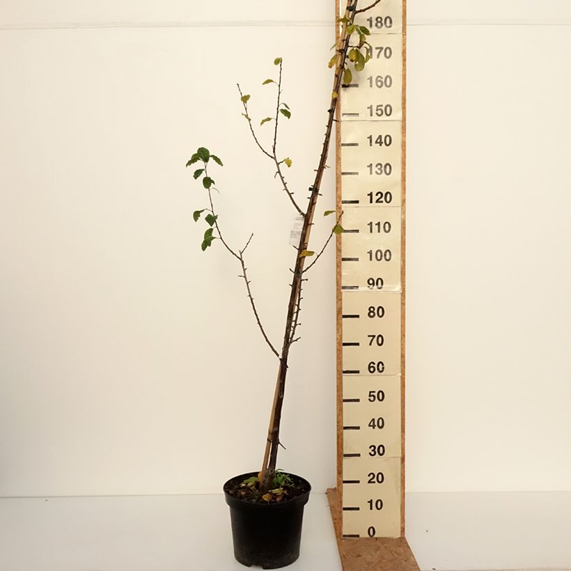 Spécimen de Prunier Węgierka Dąbrowicka - Prunus domestica Pot de 7,5L/10L, Gobelet tel que livré en automne