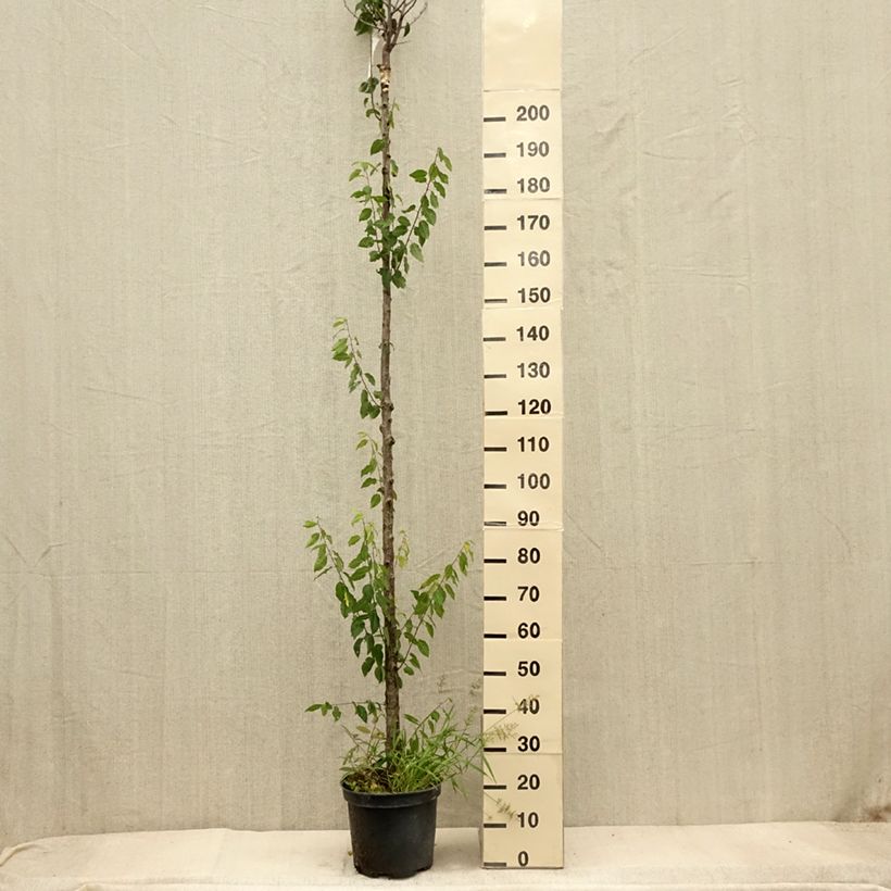 Spécimen de Prunier Wignon Pot de 7,5L/10L, Haute-Tige tel que livré en automne