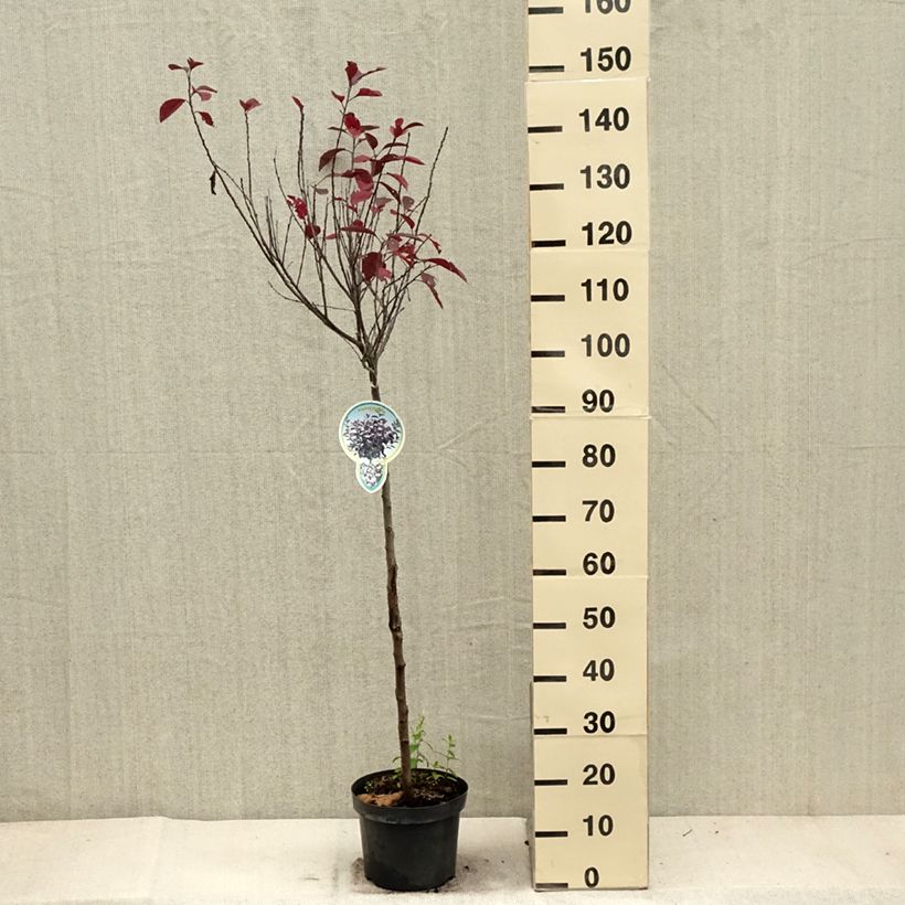 Spécimen de Prunus cistena - Prunier des sables Pot de 4L/5L, Tige de 80 cm tel que livré en automne