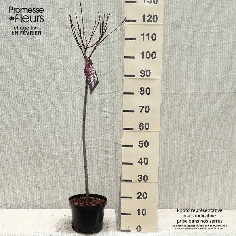 Spécimen de Prunus cistena - Prunier des sables Pot de 4L/5L, Tige de 80 cm tel que livré en hiver