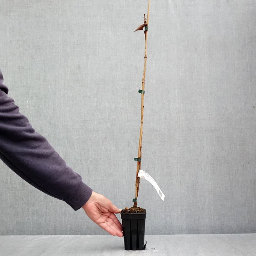 Spécimen de Prunus First Blush - Cerisier à fleurs Pot de 1L/1,5L tel que livré en automne