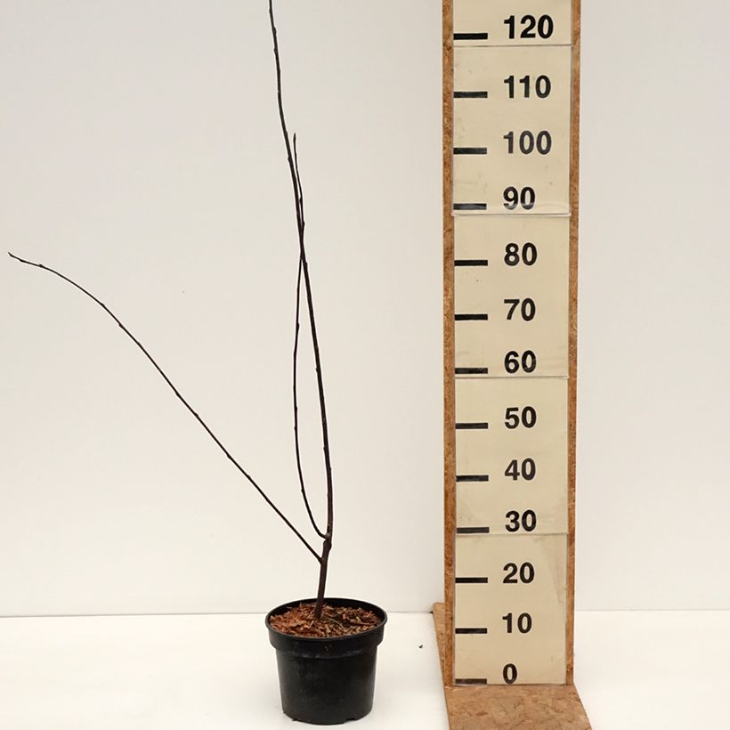 Spécimen de Prunus padus Colorata - Cerisier à grappes Pot de 4L/5L tel que livré en automne