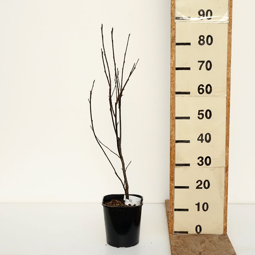 Spécimen de Prunus padus Colorata - Cerisier à grappes Pot de 4L/5L tel que livré en hiver