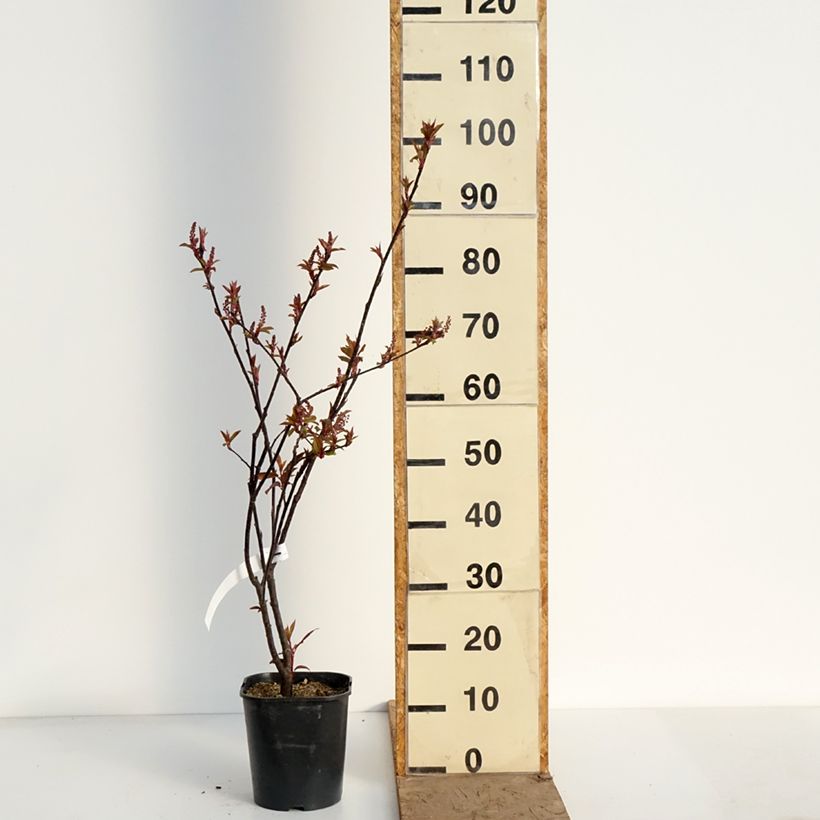 Spécimen de Prunus padus Colorata - Cerisier à grappes Pot de 4L/5L tel que livré au printemps
