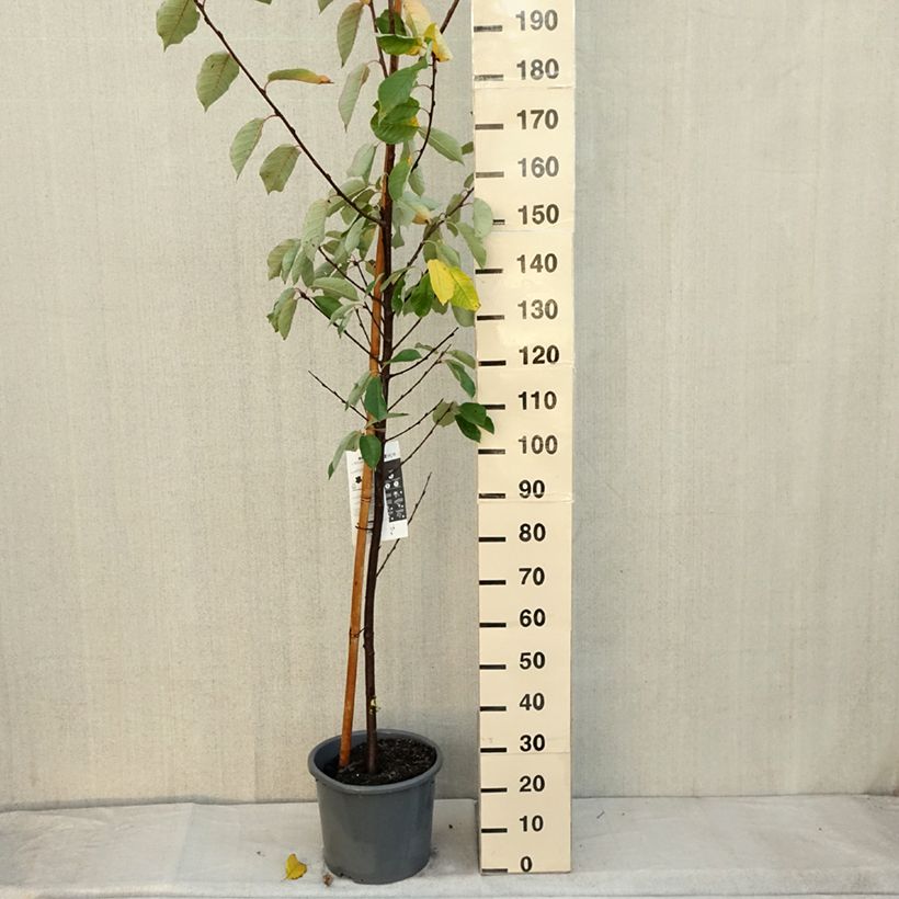 Spécimen de Prunus padus Le Thoureil - Cerisier à grappes  Pot de 12L/15L, Baliveau tel que livré en automne