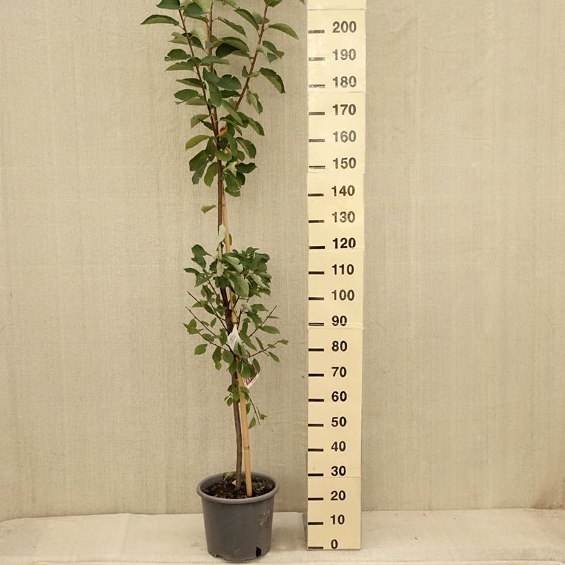 Spécimen de Prunus padus Le Thoureil - Cerisier à grappes  Pot de 12L/15L, Baliveau tel que livré en été