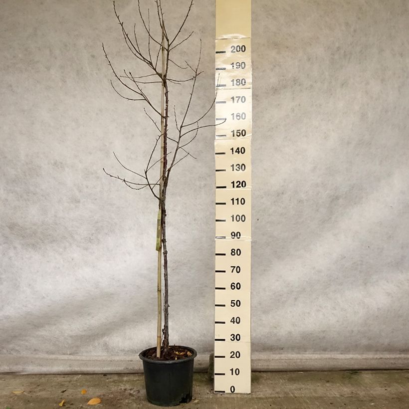 Spécimen de Prunus serrula Amber Scots - Cerisier du Tibet  Pot de 7,5L/10L, Baliveau tel que livré en automne