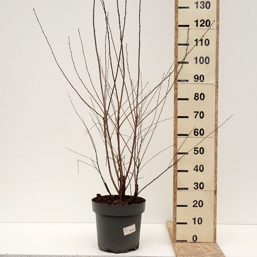 Spécimen de Prunus serrula - Cerisier du Tibet Pot de 12L/15L tel que livré en hiver