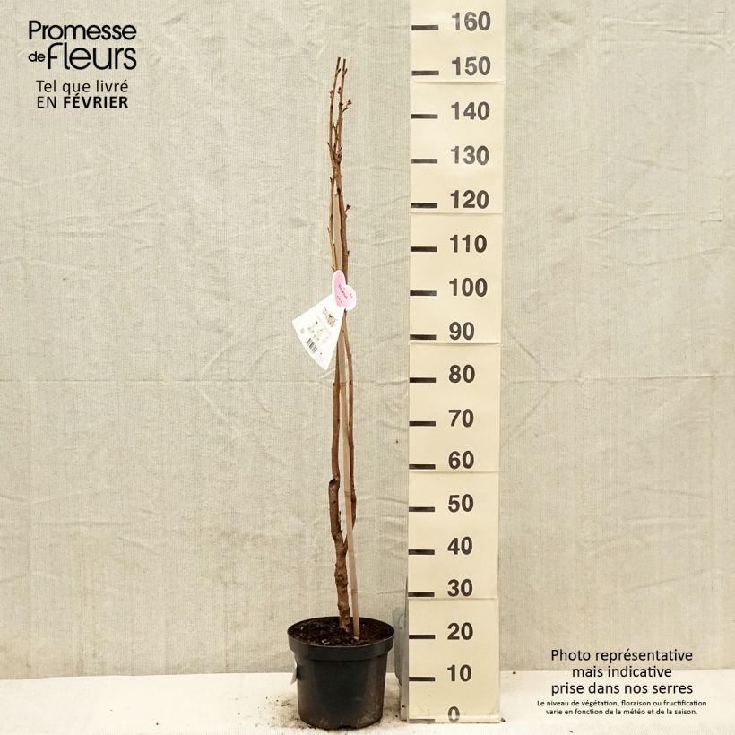 Spécimen de Prunus serrulata Amanogawa Pot de 7,5L/10L tel que livré en hiver