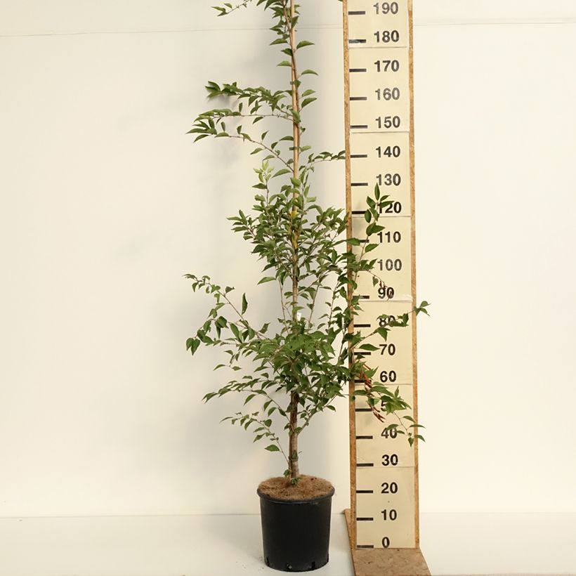 Spécimen de Prunus The Bride - Cerisier à fleurs  Pot de 12L/15L, Tige tel que livré en été