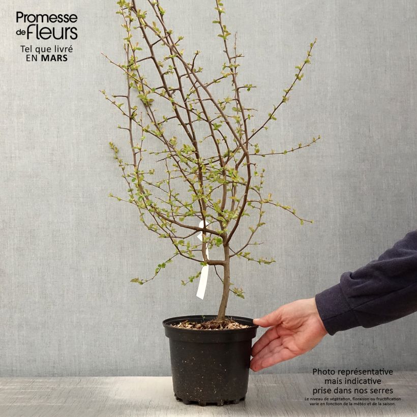 Spécimen de Pseudocydonia sinensis - Cognassier de Chine Pot de 3L/4L tel que livré au printemps