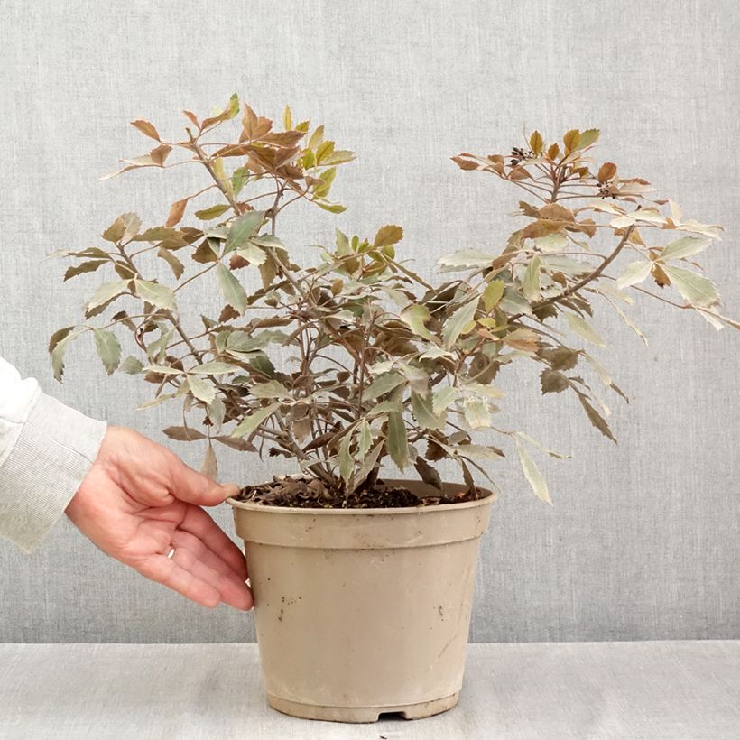 Spécimen de Pseudopanax lessonii Rangatira Pot de 4L/5L tel que livré en automne