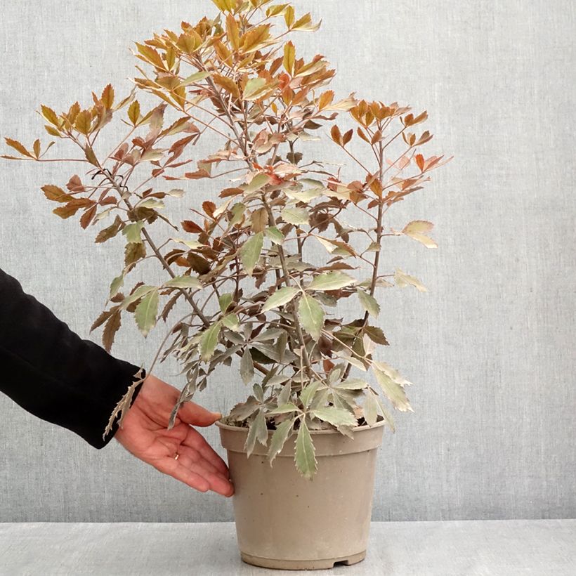 Spécimen de Pseudopanax lessonii Rangatira Pot de 4L/5L tel que livré en été