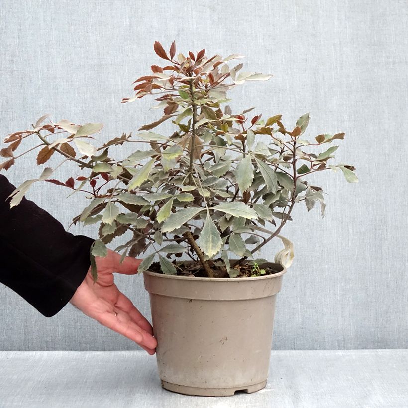 Spécimen de Pseudopanax lessonii Rangatira Pot de 4L/5L tel que livré en hiver