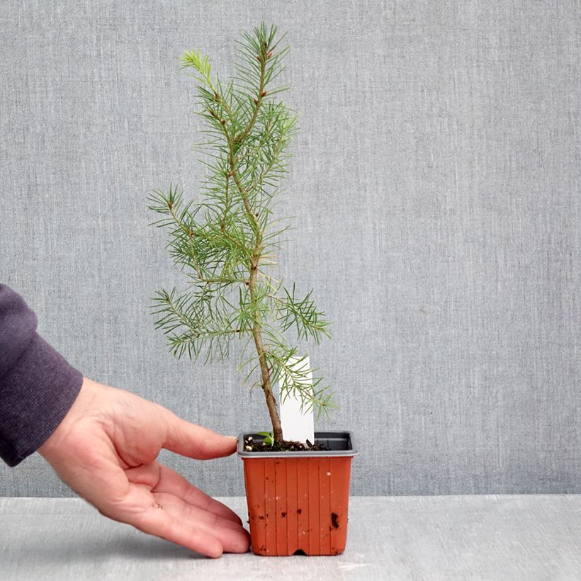 Spécimen de Pseudotsuga menziesii (= P.douglasii) - Pin Douglas, Pin d'Oregon, Sapin de Douglas Godet de 8/9 cm tel que livré en automne