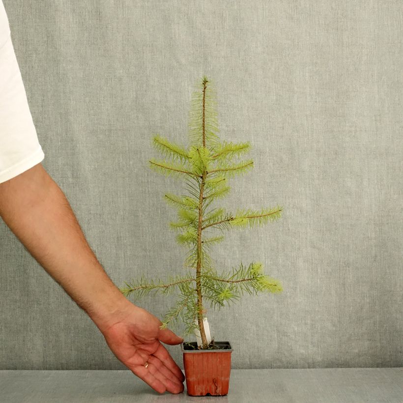Spécimen de Pseudotsuga menziesii (= P.douglasii) - Pin Douglas, Pin d'Oregon, Sapin de Douglas Godet de 8/9 cm tel que livré en été