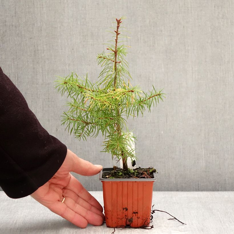 Spécimen de Pseudotsuga menziesii (= P.douglasii) - Pin Douglas, Pin d'Oregon, Sapin de Douglas Godet de 8/9 cm tel que livré en hiver