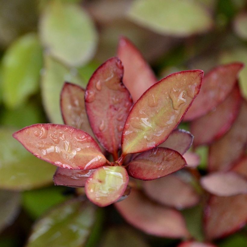 Pseudowintera colorata -  Drimys colorata (Feuillage)