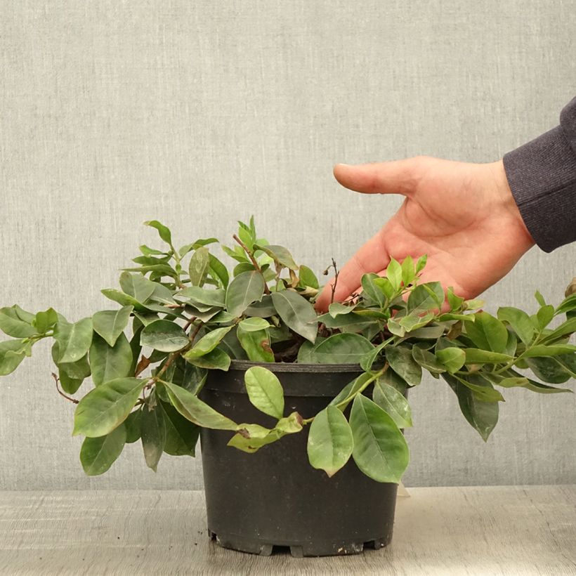 Spécimen de Psidium cattleianum - Goyavier de Chine Pot de 2L/3L tel que livré au printemps