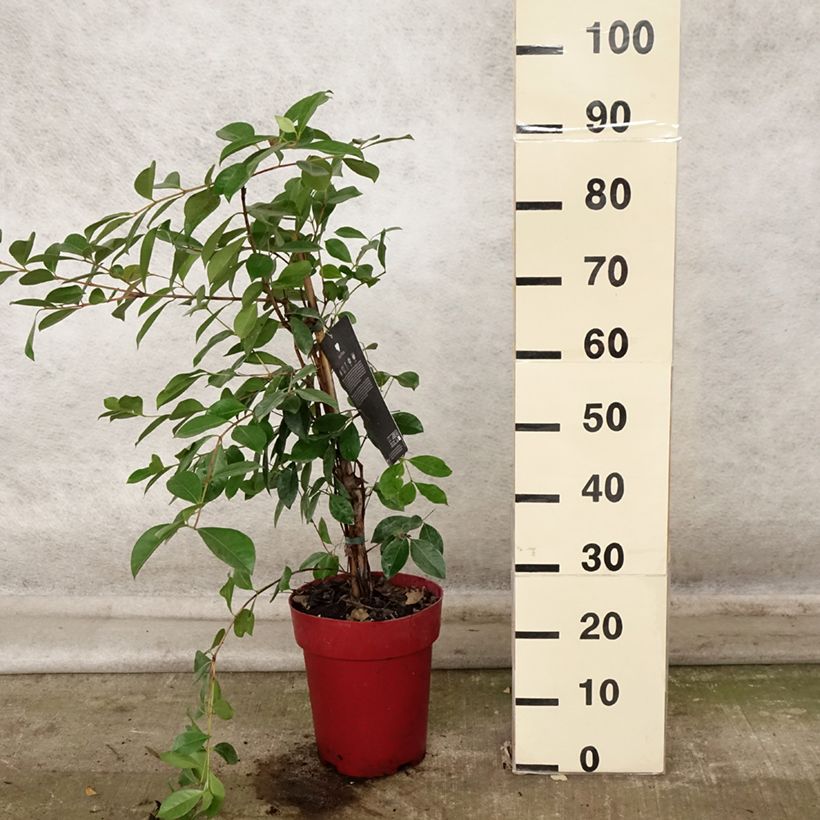 Spécimen de Psidium cattleianum - Goyavier de Chine Pot de 6L/7L tel que livré en automne