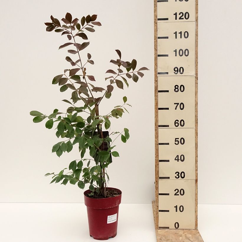 Spécimen de Psidium cattleianum - Goyavier de Chine Pot de 6L/7L tel que livré en hiver