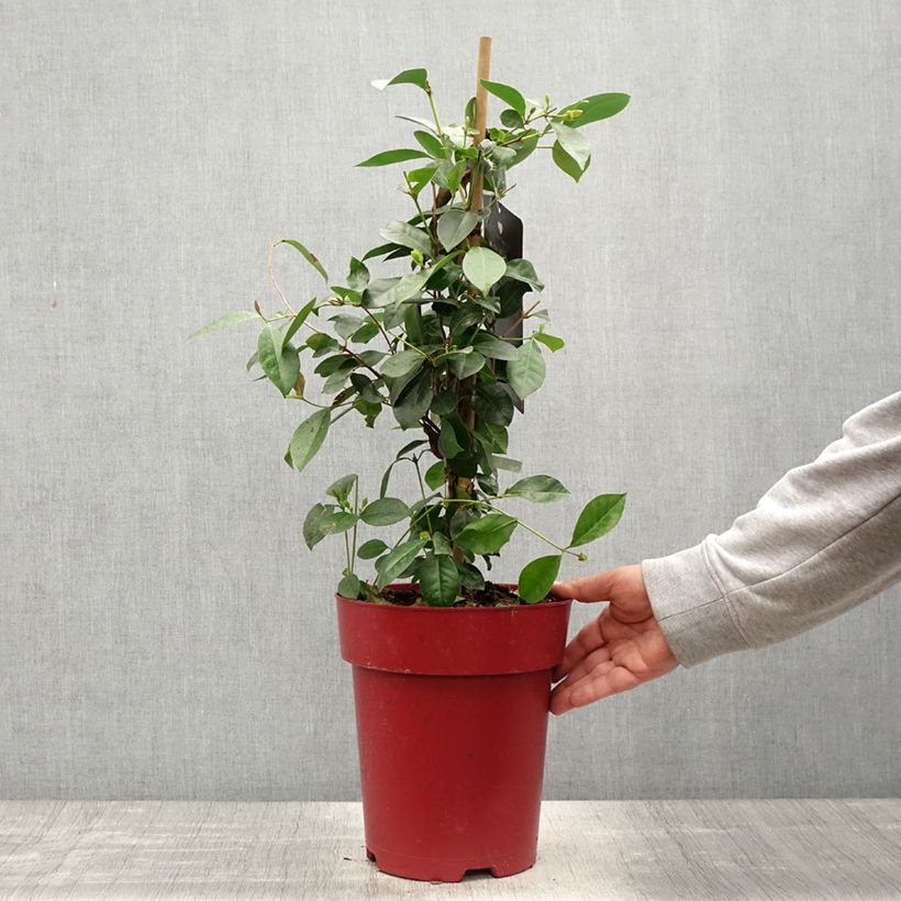 Spécimen de Psidium cattleianum - Goyavier de Chine Pot de 6L/7L tel que livré au printemps