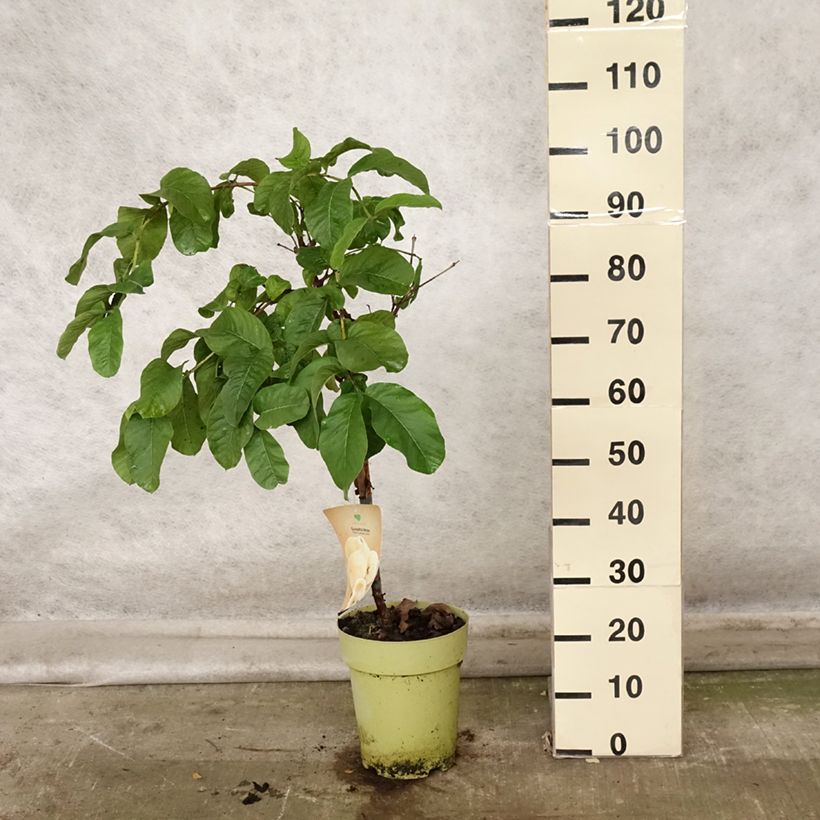 Spécimen de Psidium guajava Limon - goyavier citron jaune Pot de 6L/7L tel que livré en automne