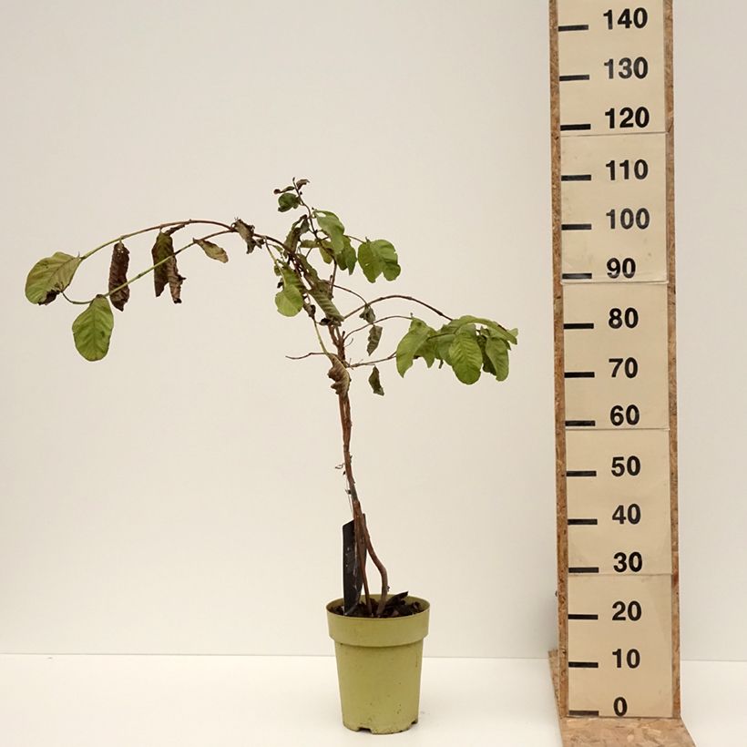 Spécimen de Psidium guajava Limon - goyavier citron jaune Pot de 6L/7L tel que livré en hiver