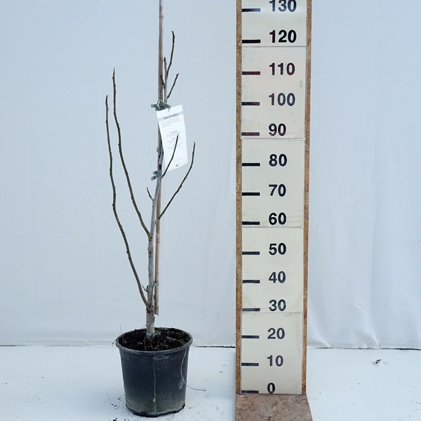 Spécimen de Pterocarya fraxinifolia - Ptérocaryer ou noyer du Caucase Pot de 6L/7L tel que livré en hiver