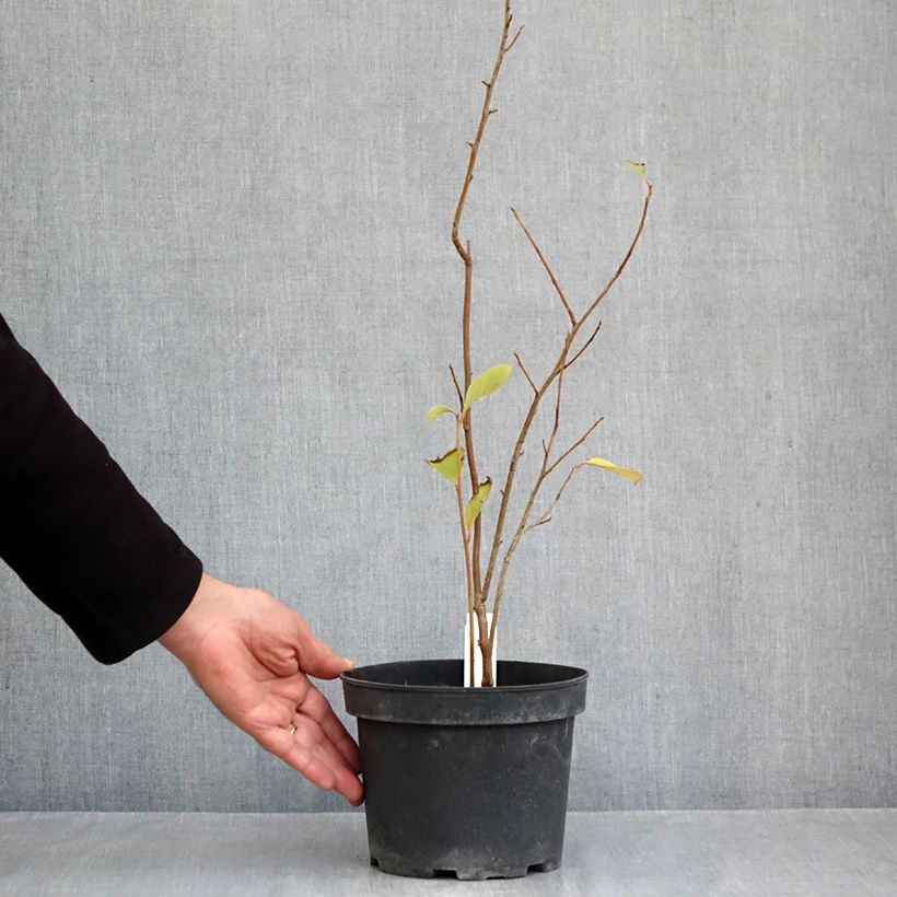 Spécimen de Pterostyrax corymbosa Pot de 3L/4L tel que livré en automne